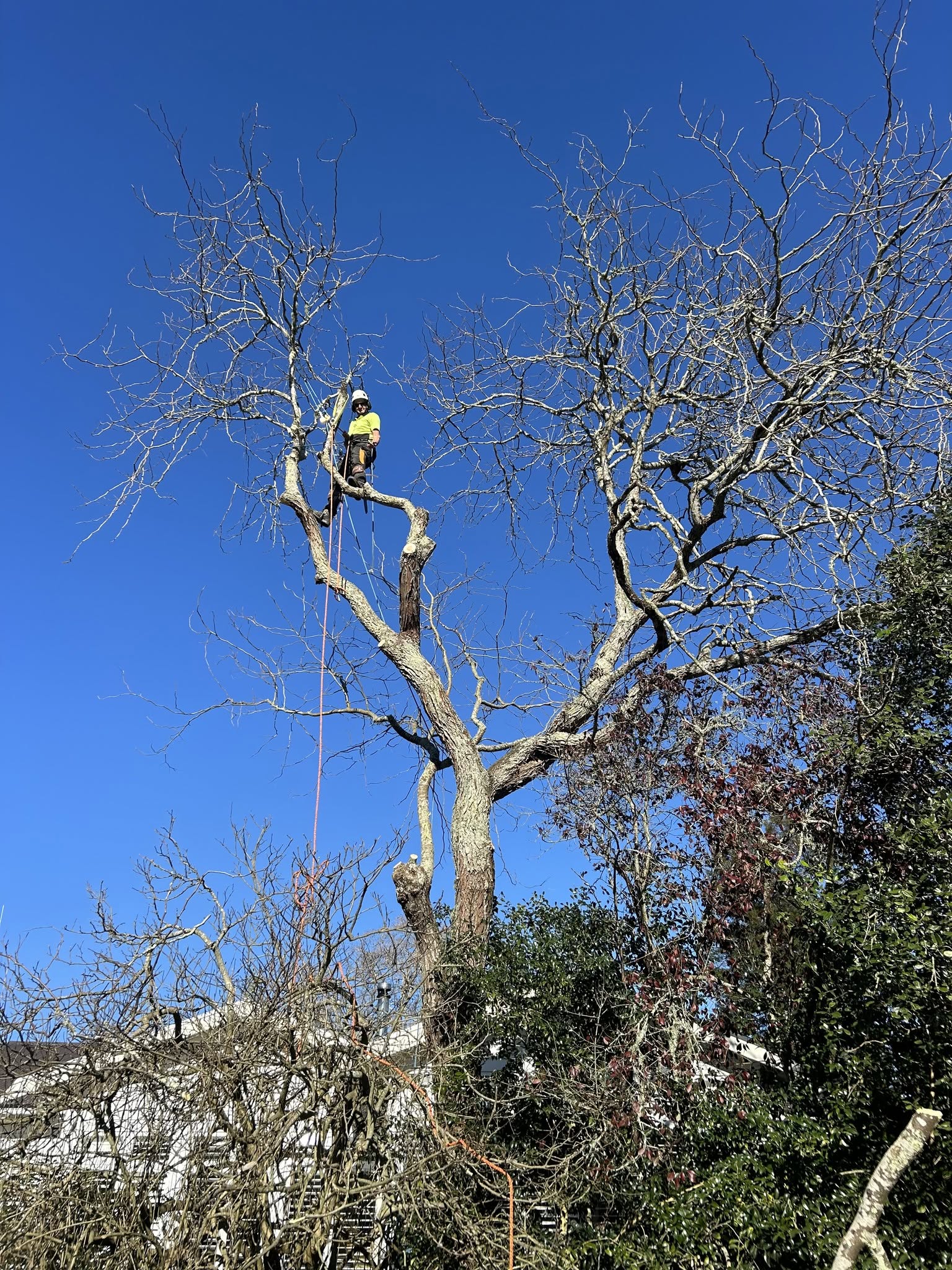 Professional arborist services Waikato